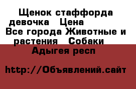 Щенок стаффорда девочка › Цена ­ 20 000 - Все города Животные и растения » Собаки   . Адыгея респ.